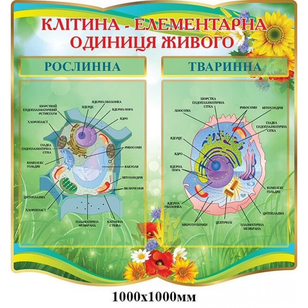 Стенд Клетка - элементарная единица живого