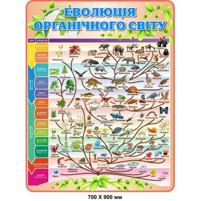 Стенд Еволюція органічного світу (кольоровий)