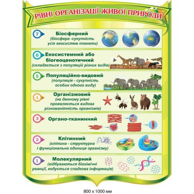Стенд для кабінету біології "Рівні організації живої природи" (800х1000 мм)