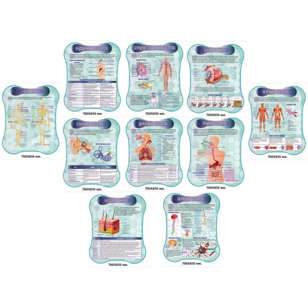 Стенды для кабинета биологии. Анатомия человека