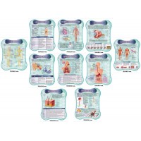 Стенды для кабинета биологии. Анатомия человека