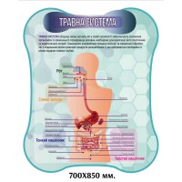  Стенд пищеварительная система человека
