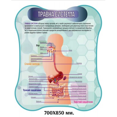 Стенды для кабинета биологии. Анатомия человека