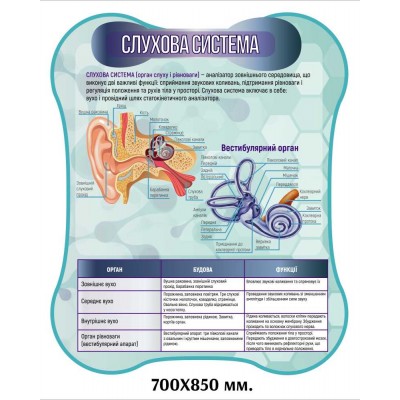 Стенды для кабинета биологии. Анатомия человека