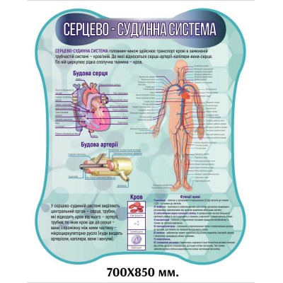 Стенды для кабинета биологии. Анатомия человека