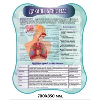 Стенд по біології. Дихальна система людини 