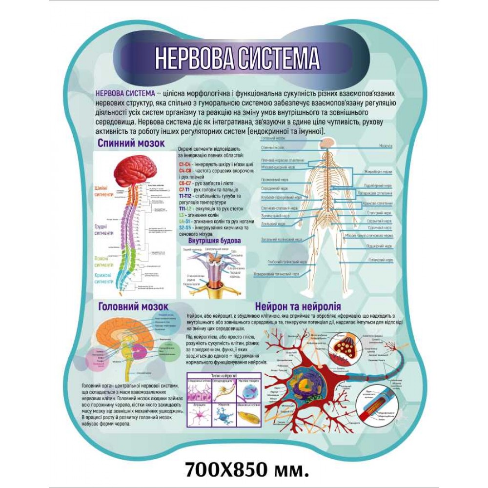 Плакат нервная система человека
