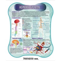 Плакат нервная система человека