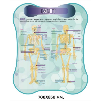 Стенды для кабинета биологии. Анатомия человека
