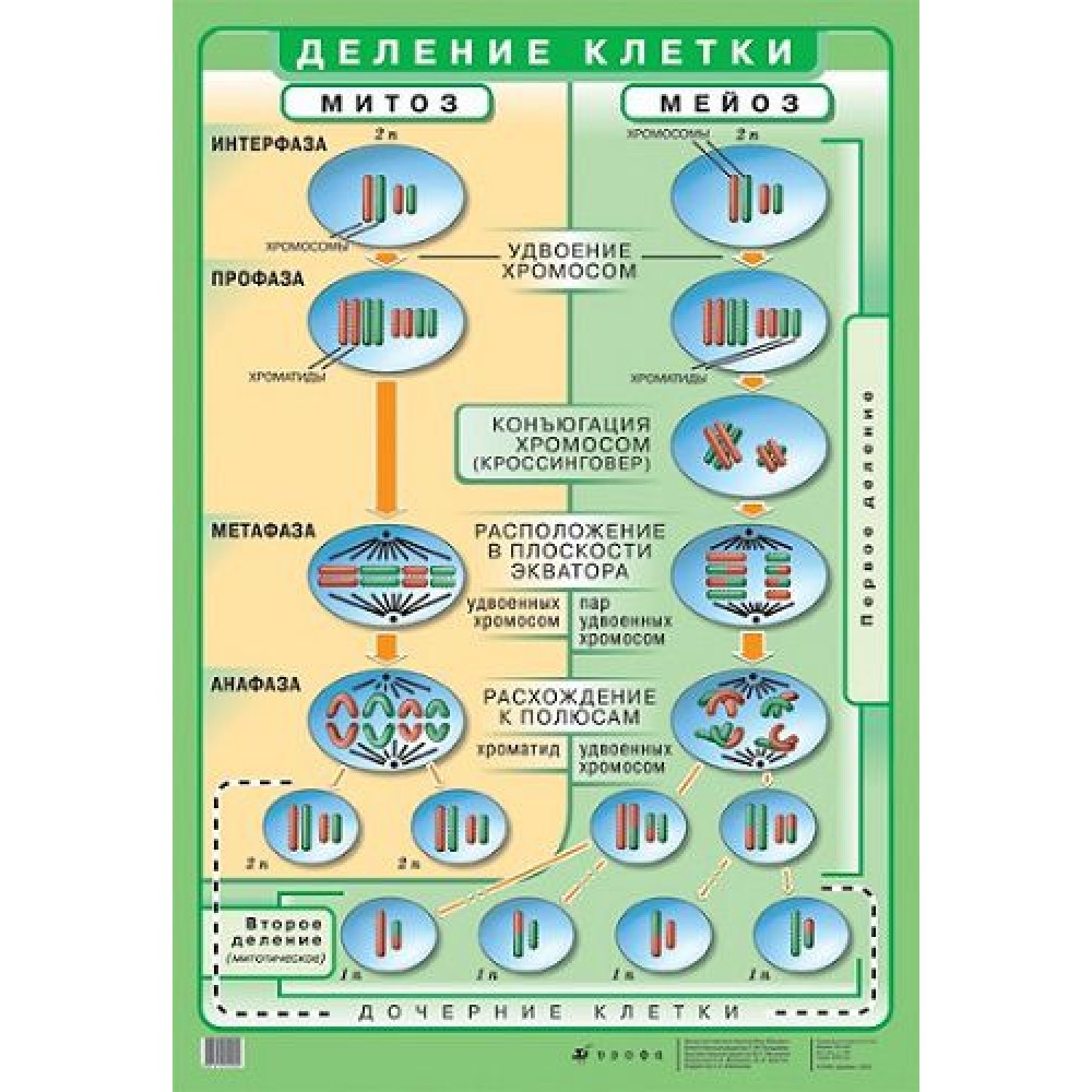 Стенд Деление клетки 