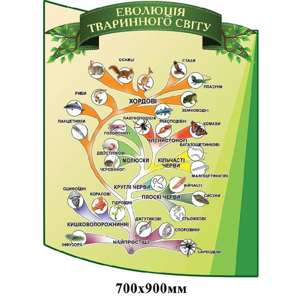Стенд Еволюція тваринного світу (зелений)