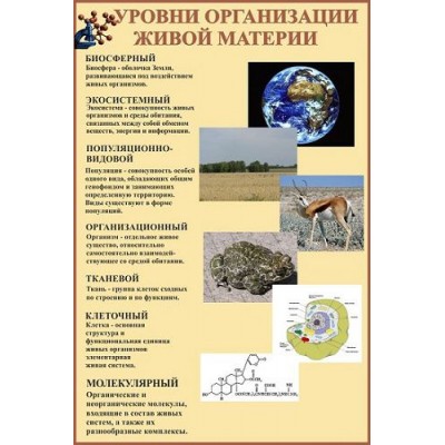 Стенд в кабинет биологии (беж)