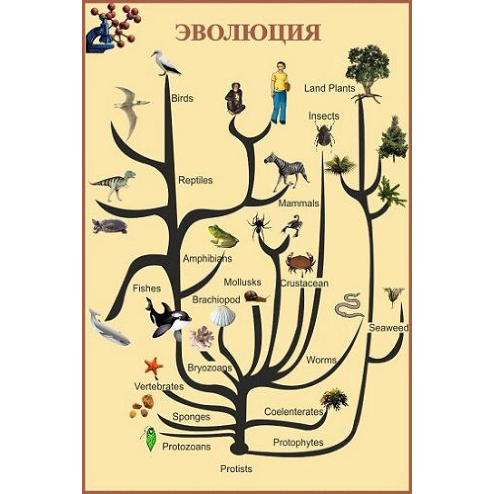 Стенд в кабінет біології