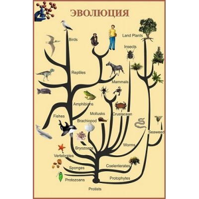 Стенд в кабинет биологии 