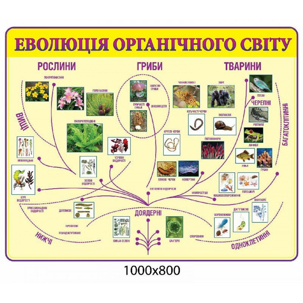 Стенд Эволюция органического мира