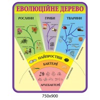 Стенд Эволюционное дерево (фиолетовый контур)