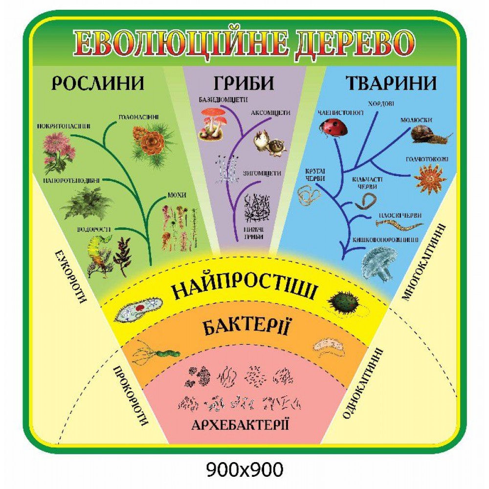 Стенд Еволюційне дерево (зелений)