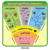 Стенд Еволюційне дерево (зелений)