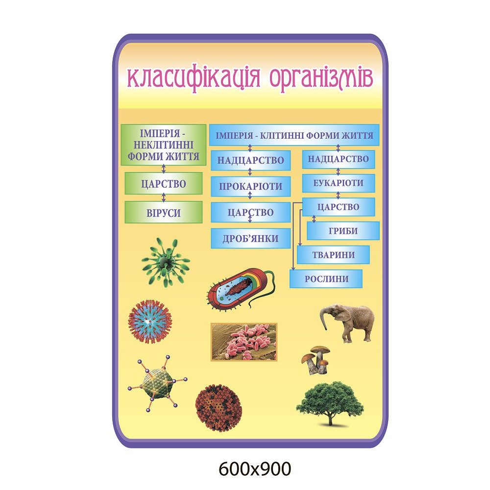 Стенд Классификация организмов (бежевый)