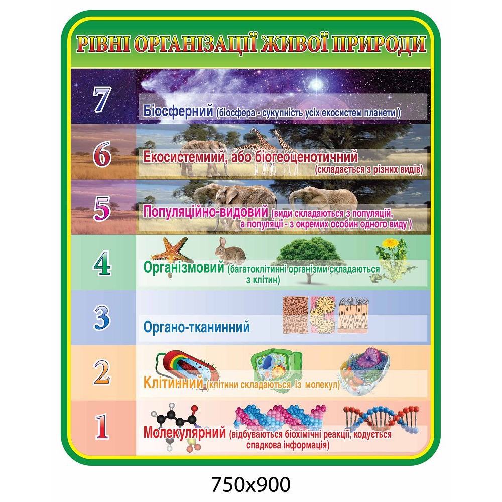 Стенд Уровни организации живой природы (зеленая шапка)