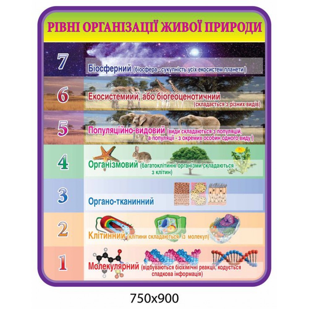 Стенд Рівні організації живої природи (жовта шапка)