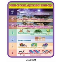 Стенд Рівні організації живої природи (жовта шапка)
