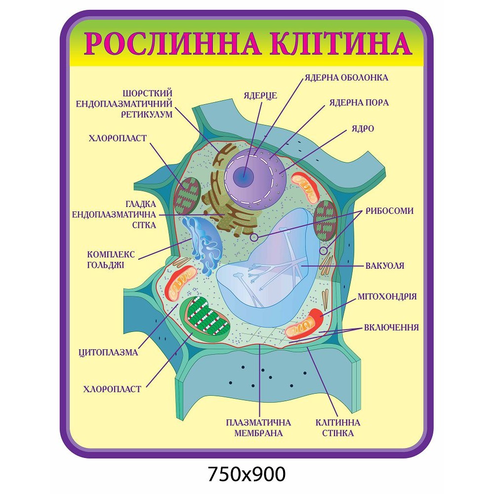 Стенд Рослинна клітина (фіолетовий контур)