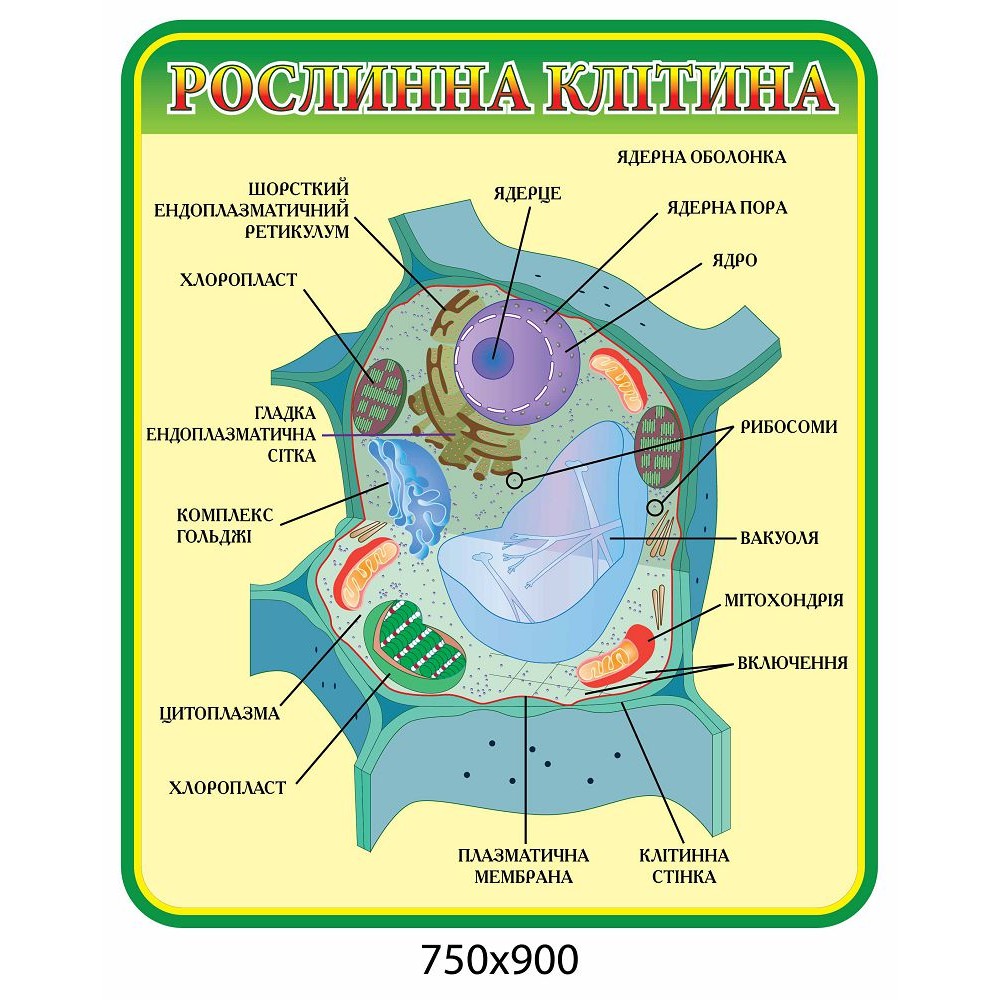 Стенд Растительная клетка (зеленый контур)