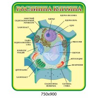 Стенд Растительная клетка (зеленый контур)