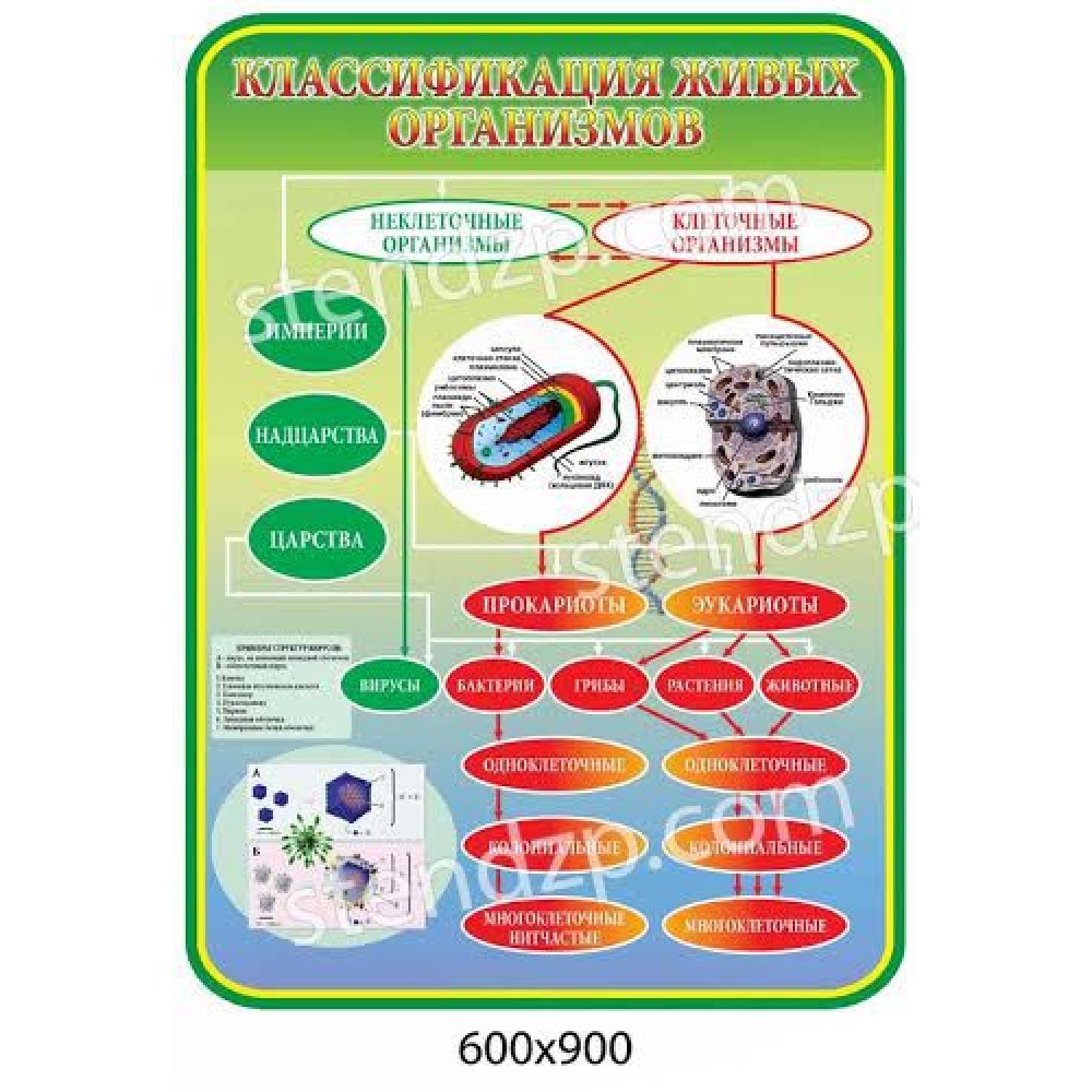 Стенд Класифікація живих організмів 