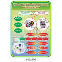 Стенд Класифікація живих організмів 