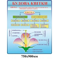Стенд Будова квітки (блакитний)