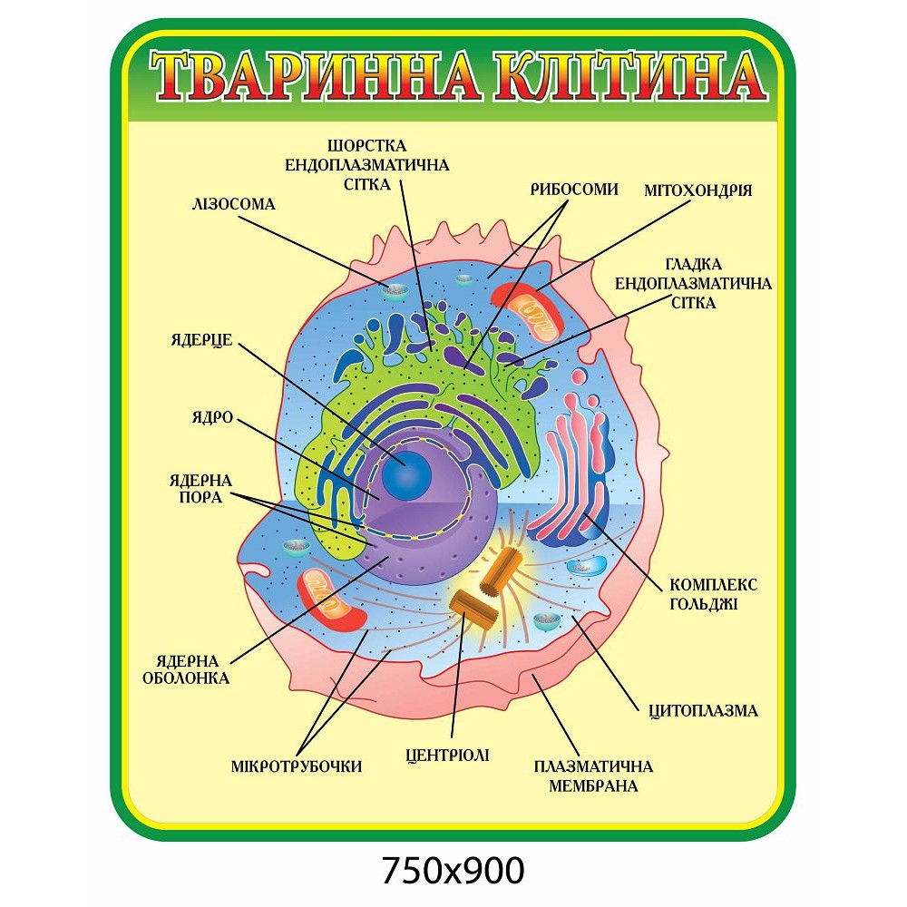 Стенд Тваринна клітина (зелений контур)