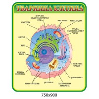 Стенд Тваринна клітина (зелений контур)