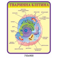 Стенд Стенд Тваринна клітина (фіолетовий контур)