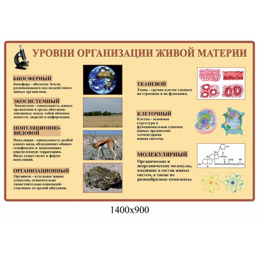 Стенд Уровни организаций живой материи (беж)