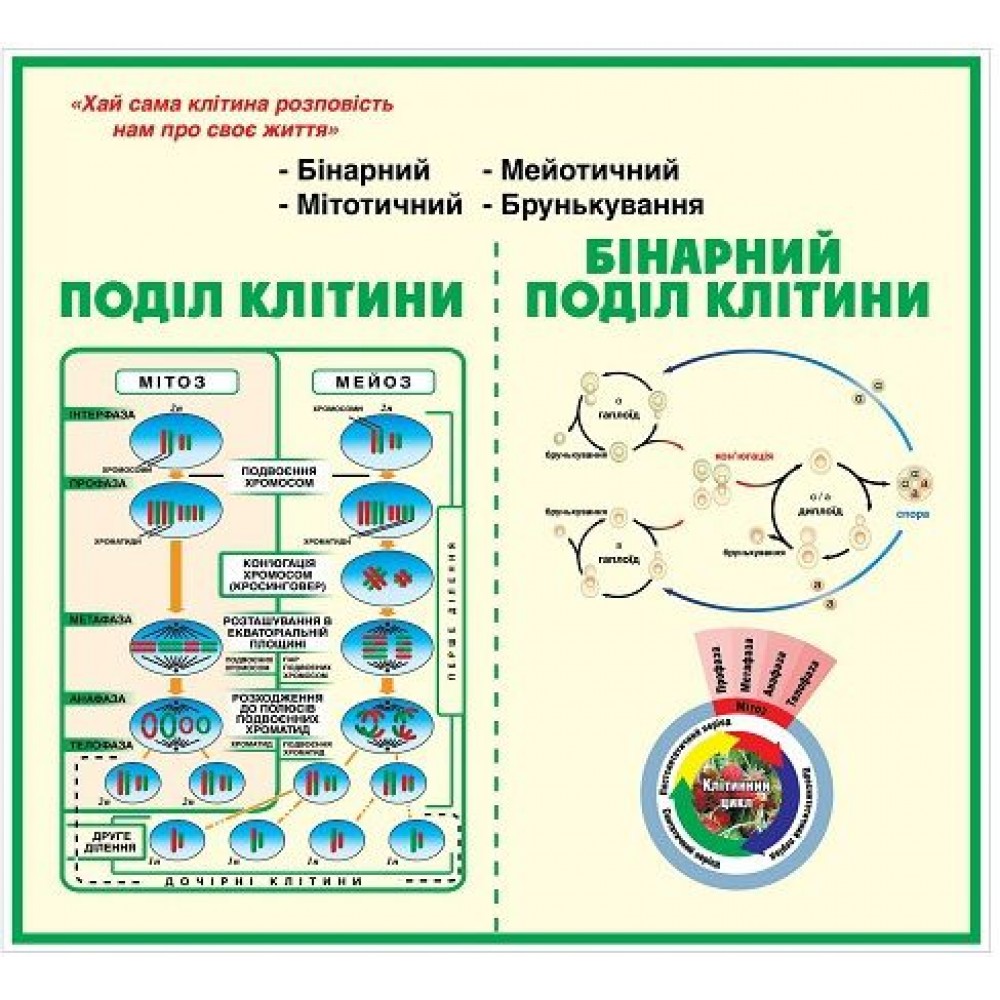 Стенд в кабінет біології (світлий бежевий фон)