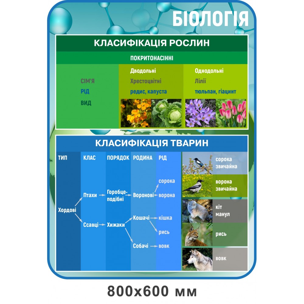 Стенд Класифікація рослин (блакитний)