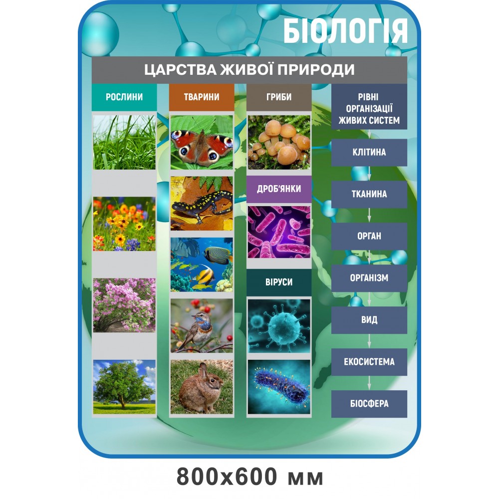 Стенд Царства живої природи (блакитний)