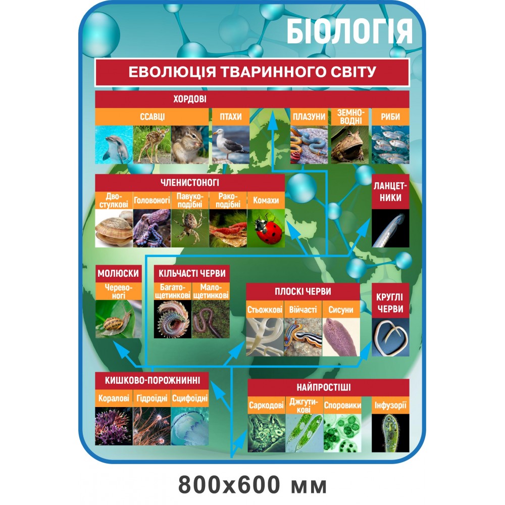 Стенд Эволюция животного мира (голубой)
