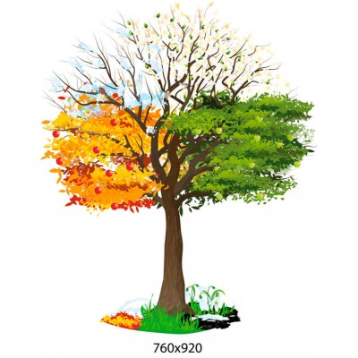 Стенд Дерево по сезонам года